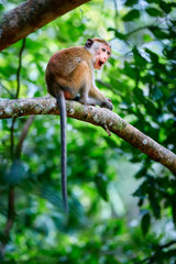 Naklejka na ściany i meble Young monkey sitting on a tree. Toque macaque (Macaca sinica) in Wilpattu. Wildlife scene from Sri Lanka.