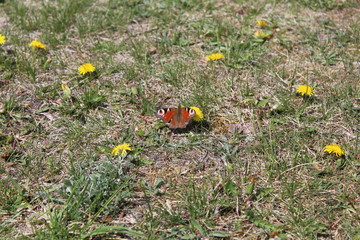 A peacock eye butterfly Aglais sits on the grass with its wings spread close up