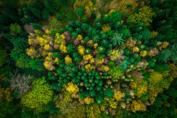 Wald Drohne Drohnenaufnahme von oben
