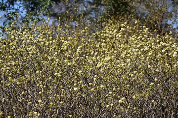 Fothergilla Gardenii or Dwarf Witch Alder shrub with fragrant, beautiful, white, puffy spring...