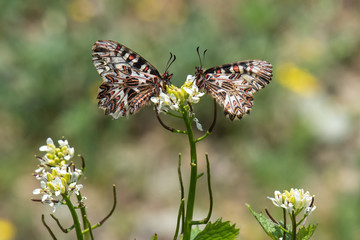 Papilionidae / Güneyli Fisto / / Zerynthia polyxena