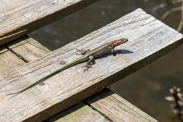 lizard on wood