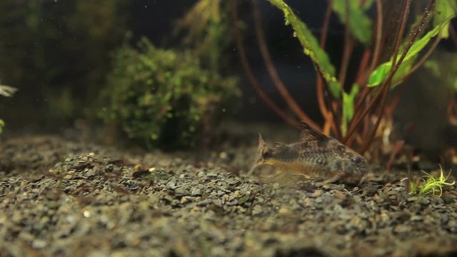 Spotted catfish Corydoras in the aquarium