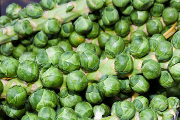 The Brussels sprouts stalk