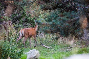 Deer in Capcir forest, Cerdagne, France © Alberto Gonzalez 