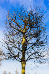 dry single tree trimmed on blue sky background