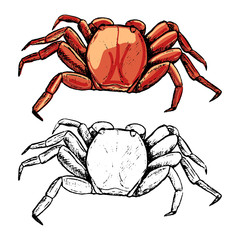 Drawing of red crab. Set of contour and color elements isolated on white. Hand drawn vector illustration in vintage, realistic, engraving, sketch style. For design, decor, card, print, sticker, poster