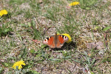 Admiral butterfly sitting on the grass close up