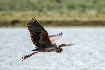 Erguvani balıkçıl » Purple Heron » Ardea purpurea