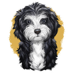 Cavoodle or crossbreed dog, offspring of Poodle and Cavalier King Charles Spaniel. Red Toy Cavoodle Puppy hand drawn portrait. Cavapoo digital art illustration cute canine animal of black and white