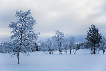 Fototapeta na wymiar Snow trees and forest in Nuorgam, Lapland, Finland