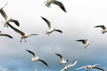 a large flock of hungry gulls in flight