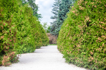 Fototapeta na wymiar Coniferous ancient park, thuja bushes and green spruce