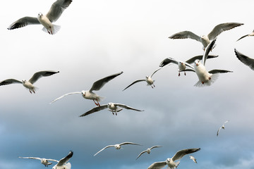 a large flock of hungry gulls in flight