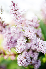 Spring blooming lilac tree flowers with selective focus