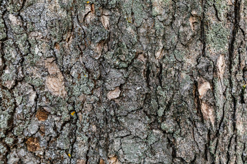 Relief rustic texture of the brown bark of a tree with green moss and lichen on it