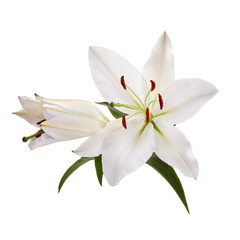 Fototapeta na wymiar Bouquet of light lilies isolated on white background.