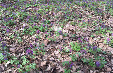 First purple spring flowers in the forest, covered in last autumn's leaves. March