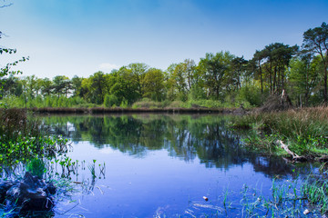 Lake in the forest of Staphorst the Netherlands