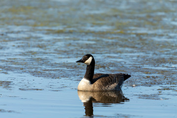 Canadian goose  swimming on the river