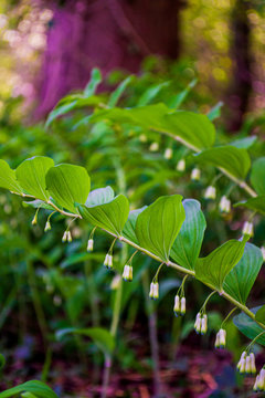 plants in the forest at Staphorst the Netherlands