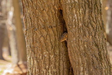 The eastern chipmunk (Tamias striatus) after hibernation on spring. Eastern chipmunk is eastern north American animal.