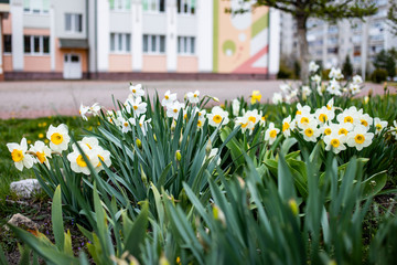 white daffodils flower in the garden