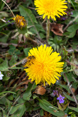 Bee on dandelion. Yellow flower in the garden