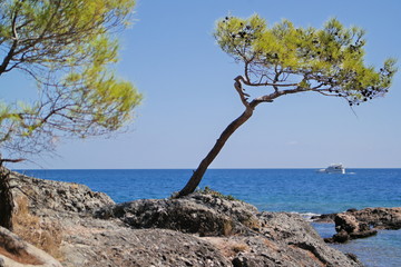 Fototapeta na wymiar tree on olympus beach in antalya