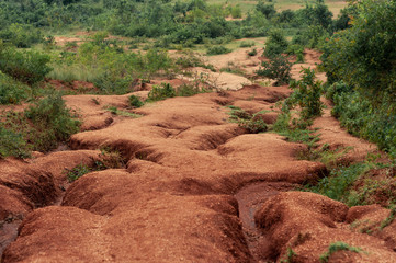 Detail of red dry soil shaped by water with shrubs, Kisumu, Kenya, Africa