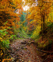 Autumn forest trees thicket in the mountains