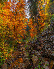 Fototapeta premium Autumn forest trees thicket in the mountains