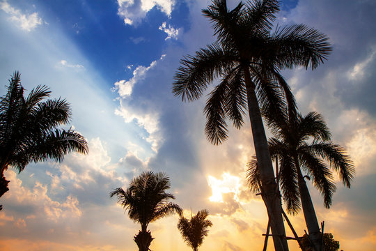 silhouette of a coconut tree on sunset or sunrise background