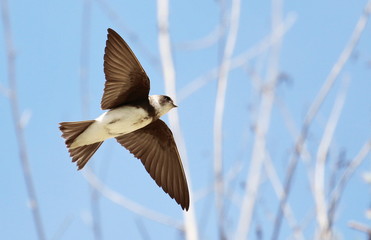Beautiful swallow Sand Martin in flight, riparia riparia