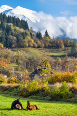 autumn landscape with horses lying on the bright green grass with mountains covered with snow on top and colorful trees on a hill on a warm sunny day in Slovenia