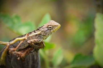 lizard on a tree