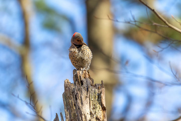 Bird. The northern flicker in spring. Natural scene from state park of Wisconsin.