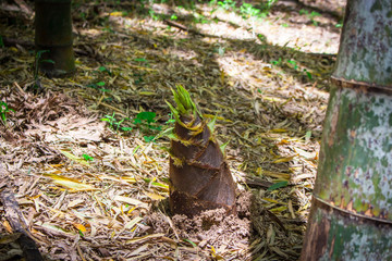 Young bamboo (Takenoko, bamboo shoot) in private bamboo grove in Nankan, Tamana, Kumamoto, Japan.