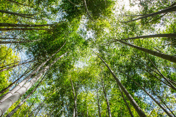 Low angle view of beautiful bamboo trees in bamboo grove forest in sunny day in Nankan, Tamana, Kumamoto, Japan.