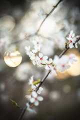 Signs of spring. Flowers. Blooming cherry plum in April with backlight and beautiful, smooth bokeh