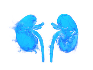 Illustration of human kidneys.