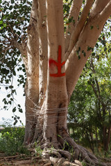 Sacred tree pipla,bo tree,Bodhi tree in the temple, Ficus religiosa Linn,Hinduism sacred pipal tree,sacred Fig Tree,Pipal Tree, Bohhi Tree,Peepul.selective focus