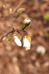 Magnolia branch with three white buds on a blurred terracotta background. A vertical photo is shot close for your design.