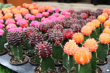 Rows of orange, pink, dark violet Gymnocalycium cactus are in nursery plate.
