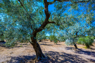 Olive Tree Leaves Closeup in a field in Greece for olive oil production. Mediterranean food.