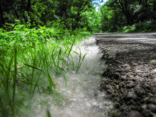 Cottonwood Fluff at the Edge of a Multiuse Trail - obrazy, fototapety, plakaty