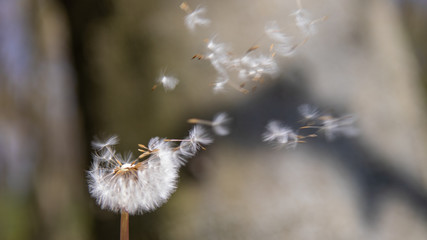 dandelion seed head