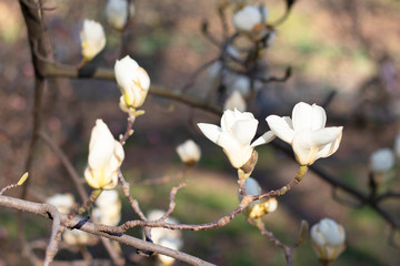 White large blossoming flowers on the branches of magnolias in a city park. Some flowers are in focus, some are blurred. Tenderness of spring for your design.