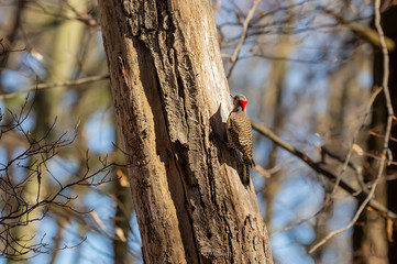Bird. The northern flicker in spring. Natural scene from state park of Wisconsin.