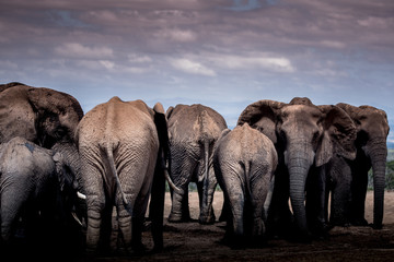 Fototapeta na wymiar elephants at a waterhole